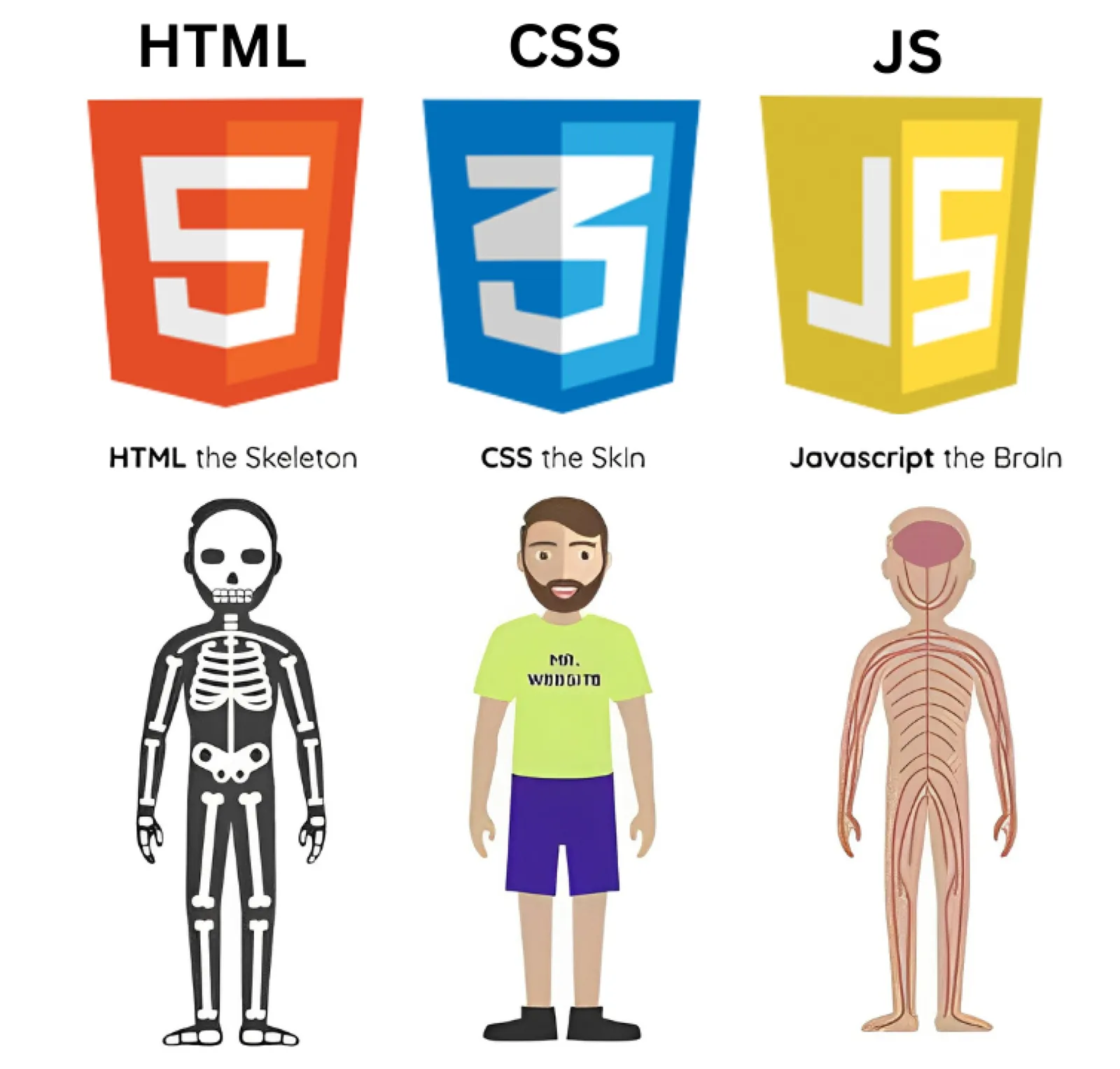 HTML - CSS - JS